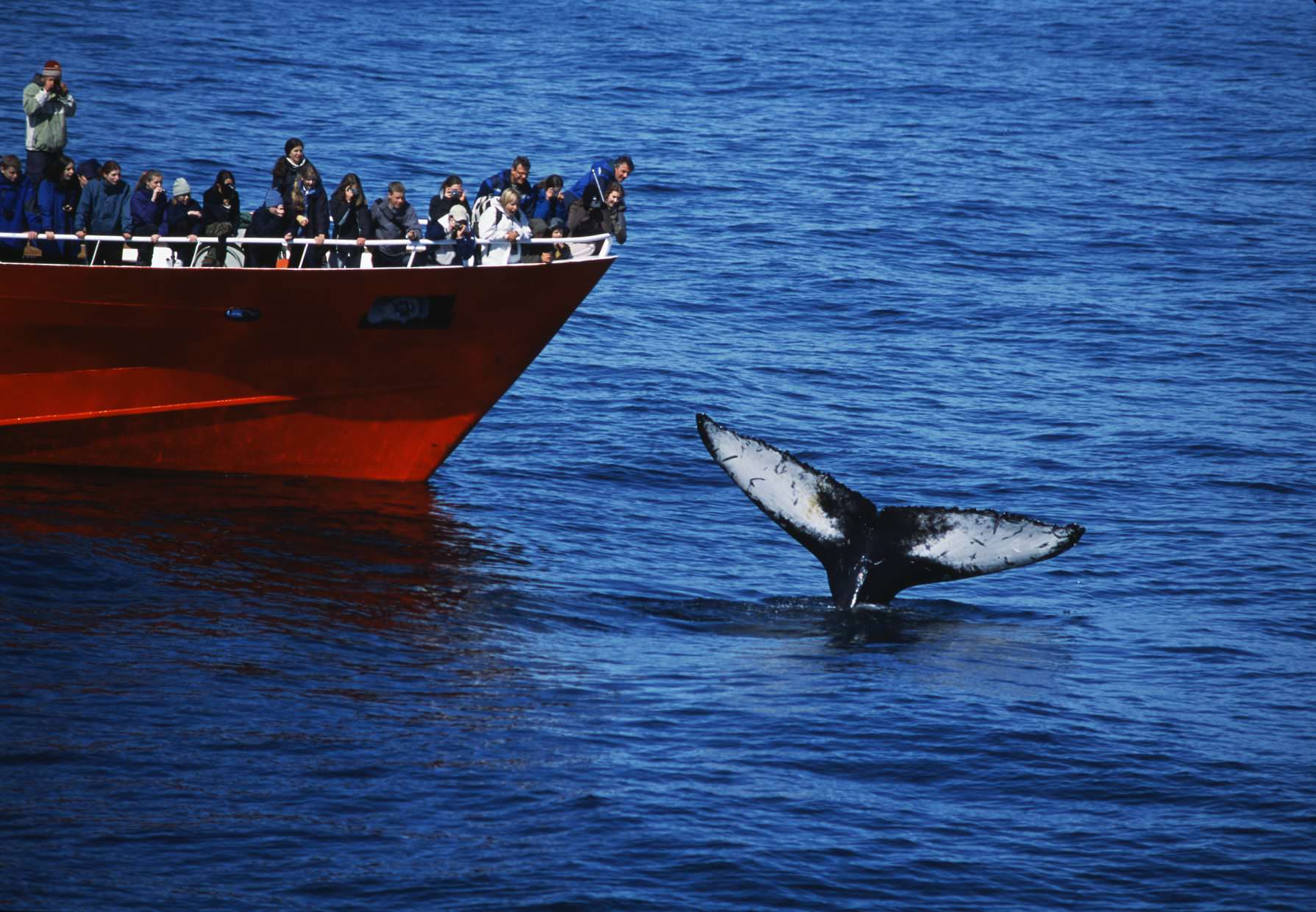 Winter Whale Watching Reykjavik - TripGuide Iceland