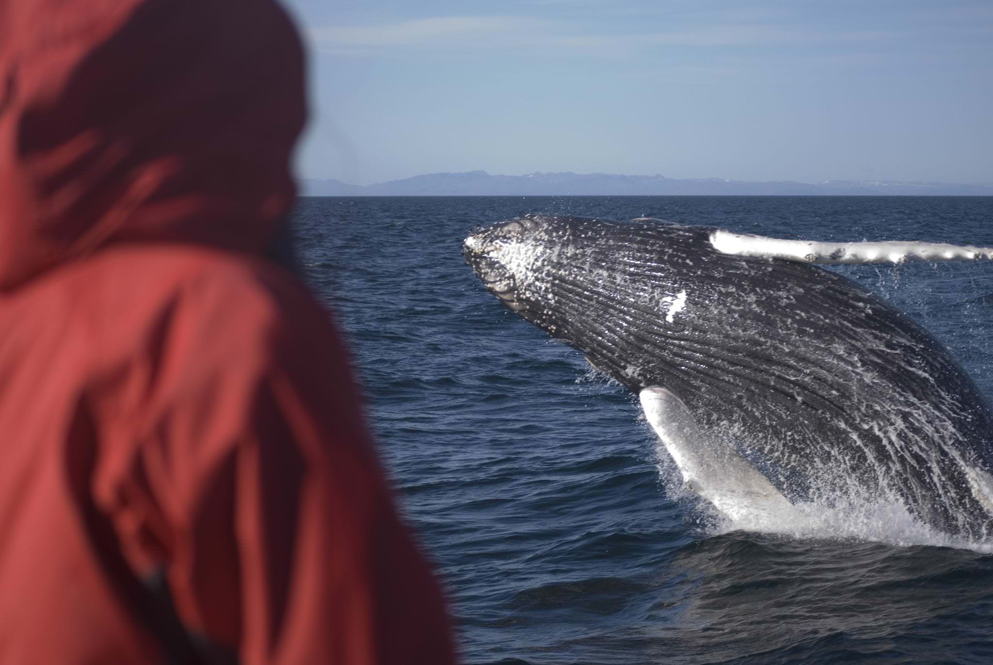 whale watching cruise on a yacht in reykjavik