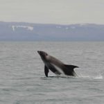 White beaked dolphins in Iceland