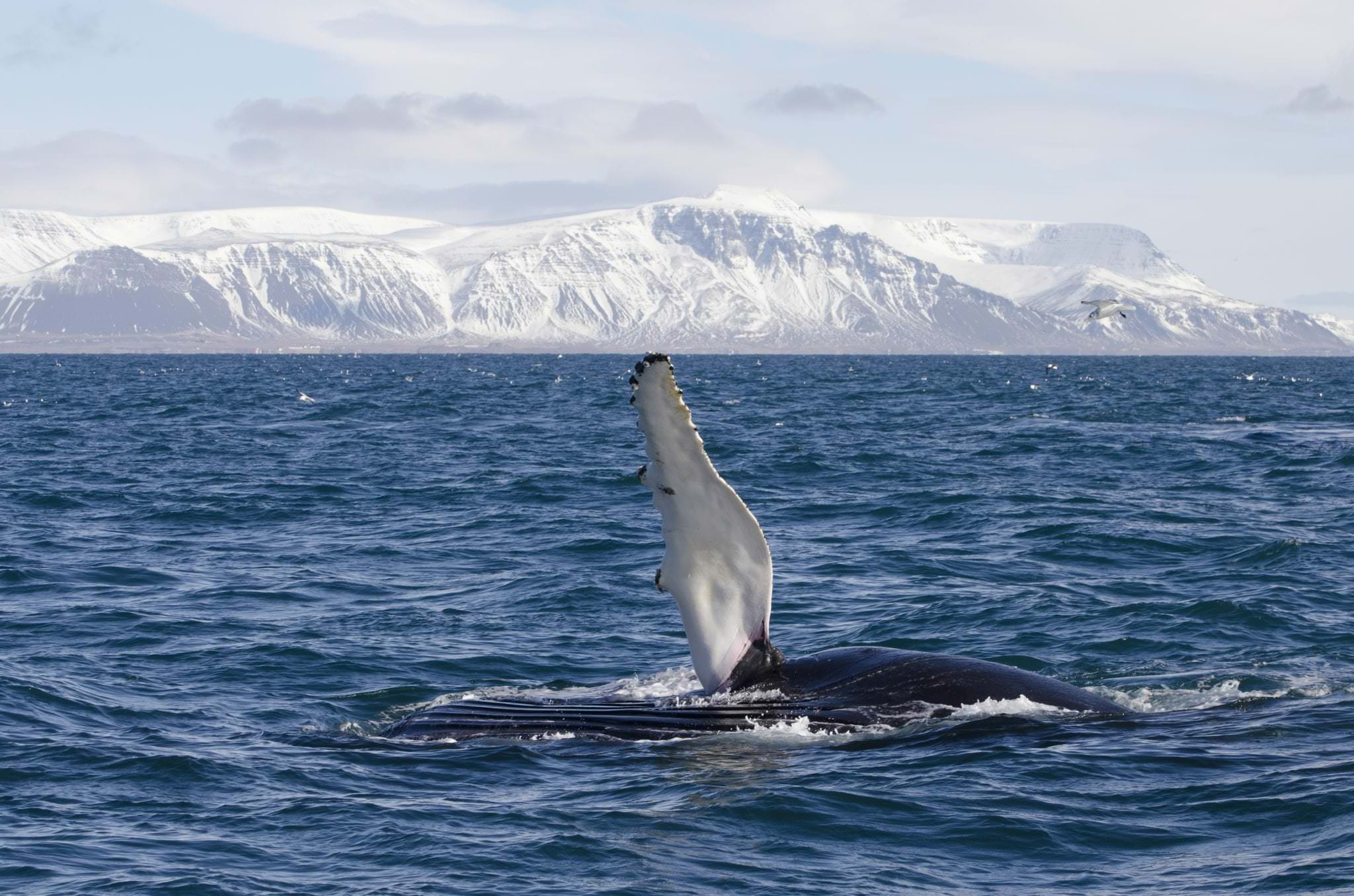 Whale watching & the Icelandic Sagas - TripGuide Iceland