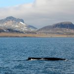 Whale Watching West Iceland