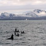 Winter Whale Watching, Iceland