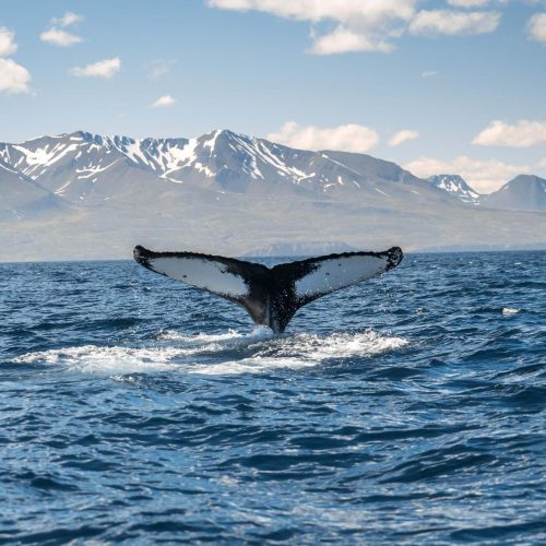 Whale Watching Ólafsvík - TripGuide Iceland