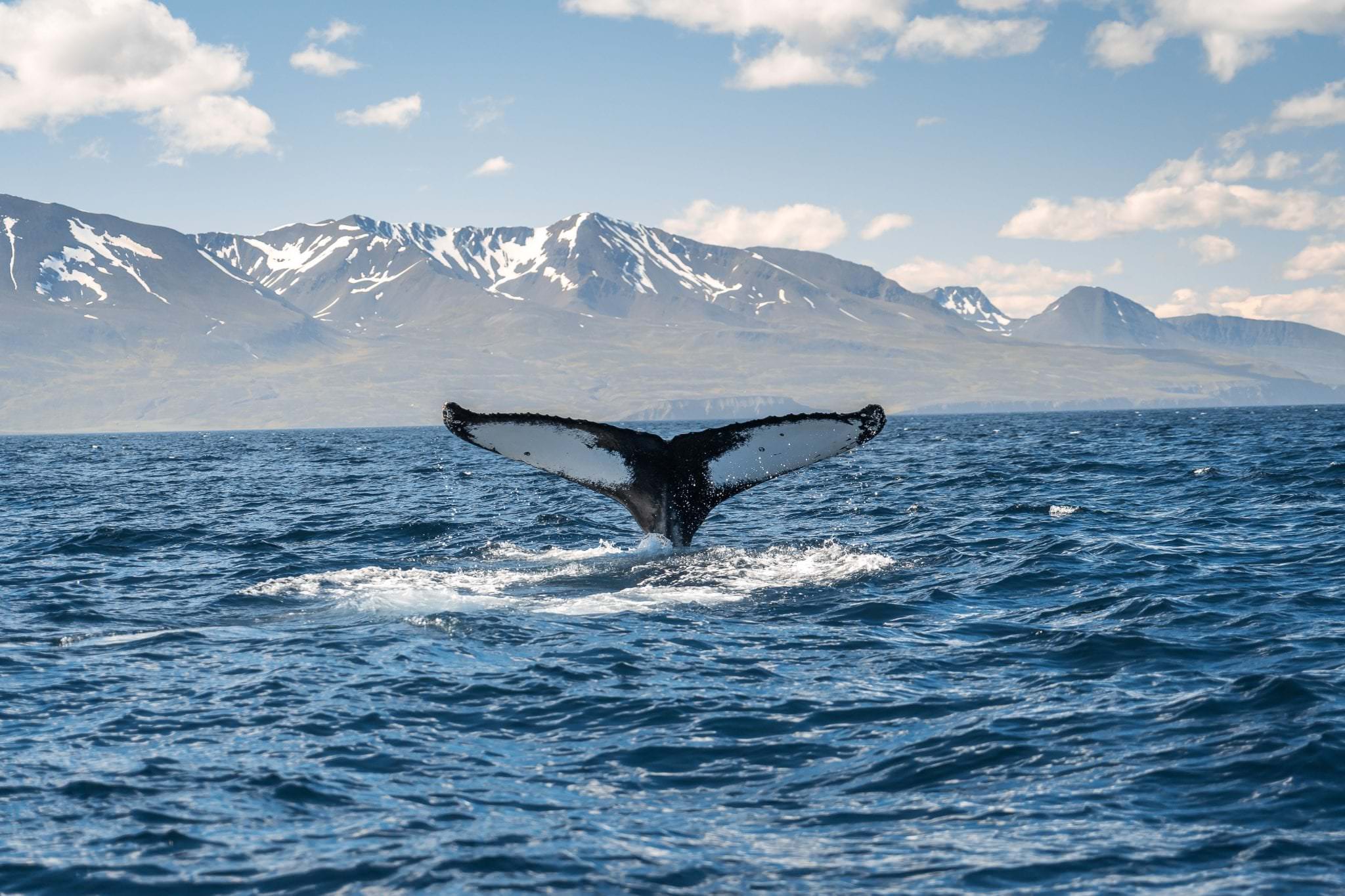 Whale Watching Hólmavík - TripGuide Iceland