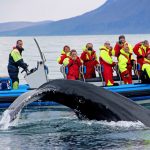 whale watching in North Iceland
