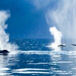 Eco-friendly Whale Watching (Carbon-Neutral tour)