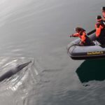 Whales, Puffins & Reykjavík