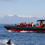 Whales, Puffins & Reykjavík